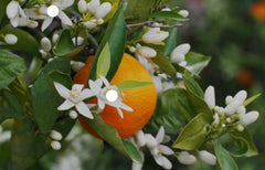 Miele di Arancio