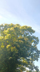 Miele di Castagno