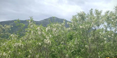 Miele di Acacia